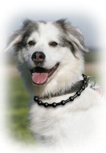 Das DogLine Halsband optimiert die Reizweiterleitung der Zellen und sorgt f�r Ausgeglichenheit und Wohlbefinden Ihres Hundes bis ins hohe Alter.