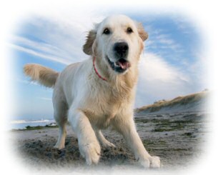 HipTitan DogLine Anionen Hunde Halsb�nder sorgen f�r ein gesundes nat�rliches Ionenklima, antistress halsband f�r den hund